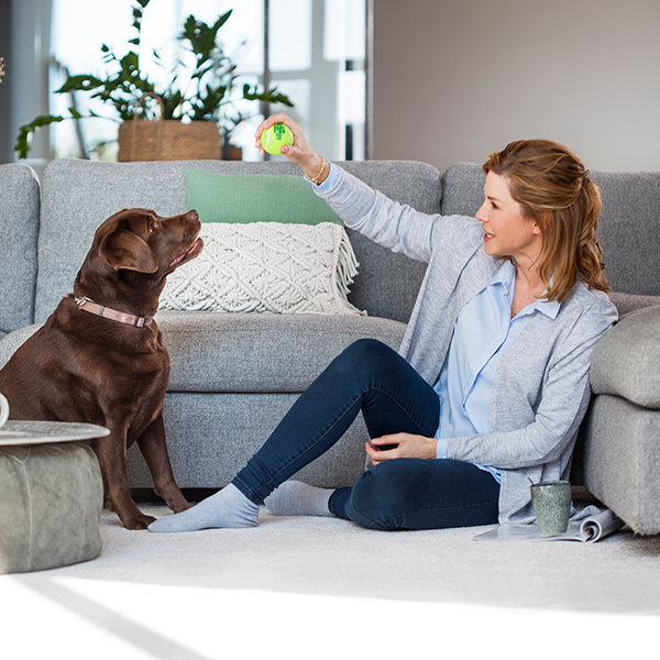 Carpets Dry in 30 Minutes